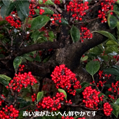 ダイモチ