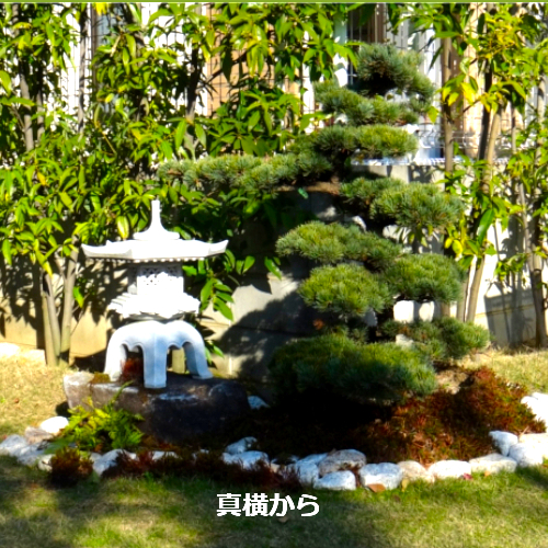 五葉松２