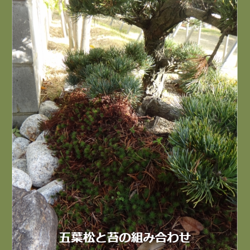 五葉松２