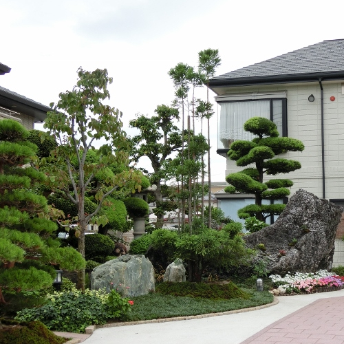 北山杉
