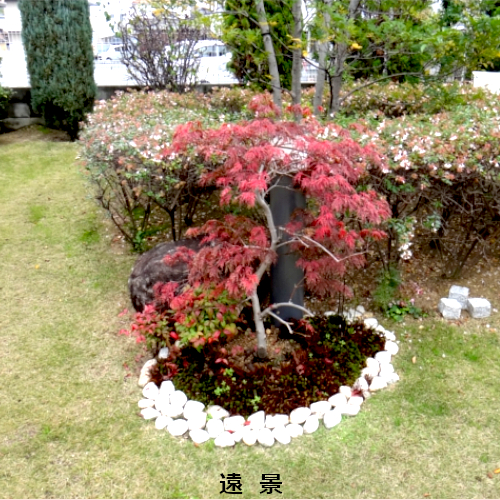 紅葉　もみじ