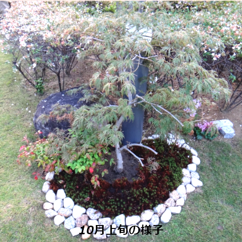 紅葉　もみじ