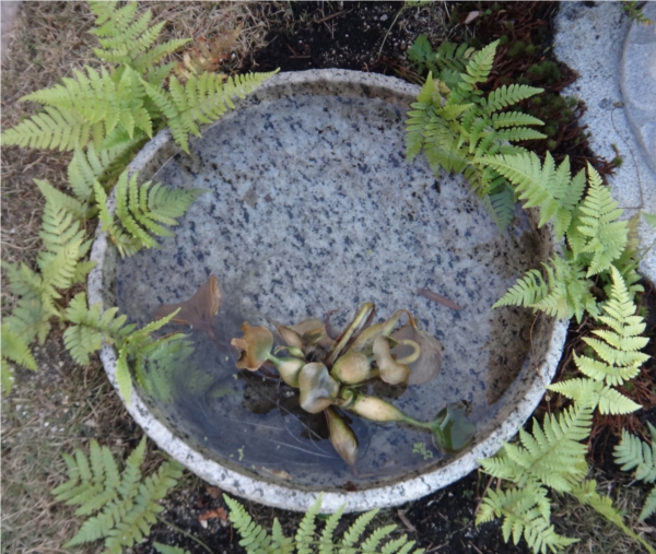 手水鉢